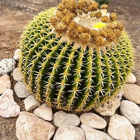 Alex's House Apartamento